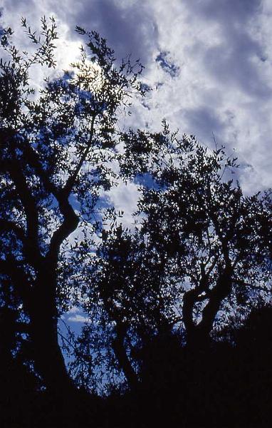 43-Tra Alessano e Patù,25 agosto 1988.jpg